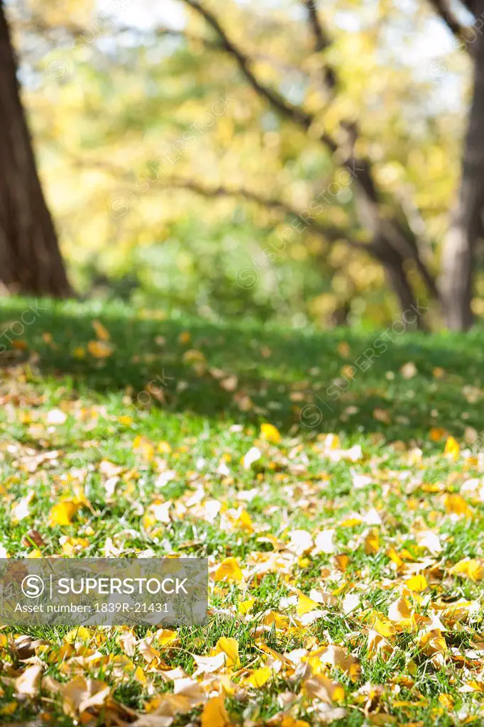 Grass, trees and leaves in Autumn