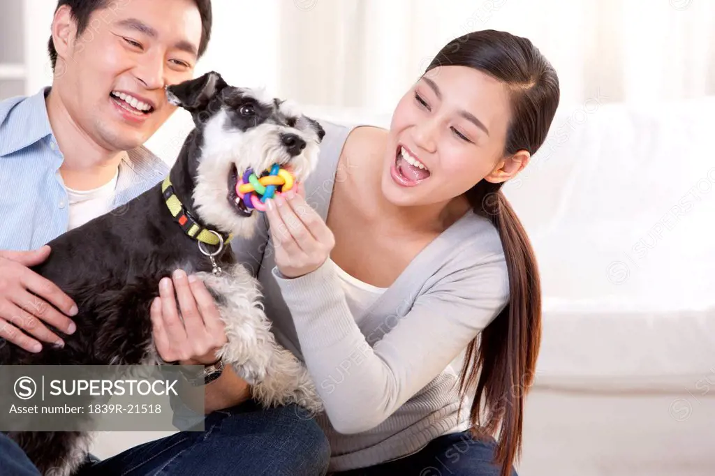 Young couple playing with a pet Schnauzer