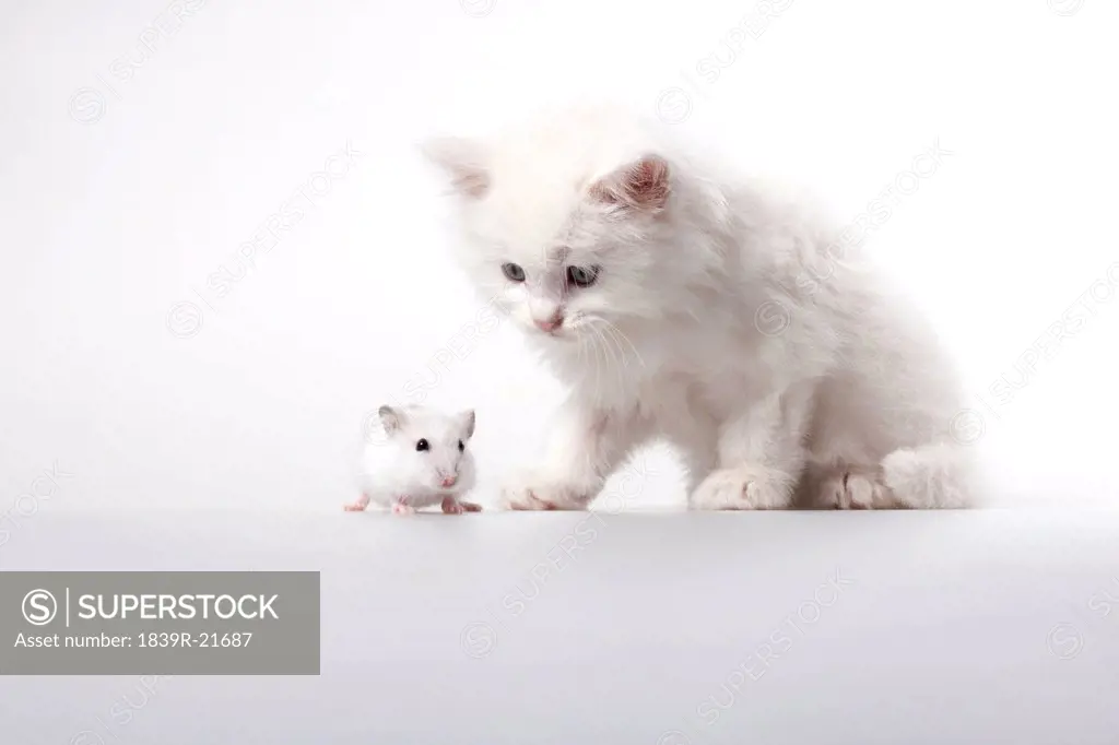 Kitten and mouse, studio shot