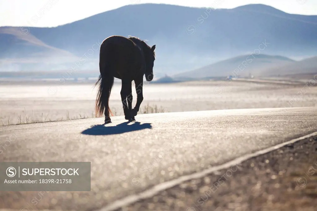 One horse walking on the road in Inner Mongolia