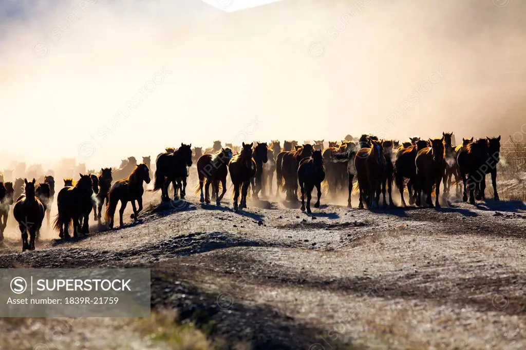 Horses being herded in Inner Mongolia