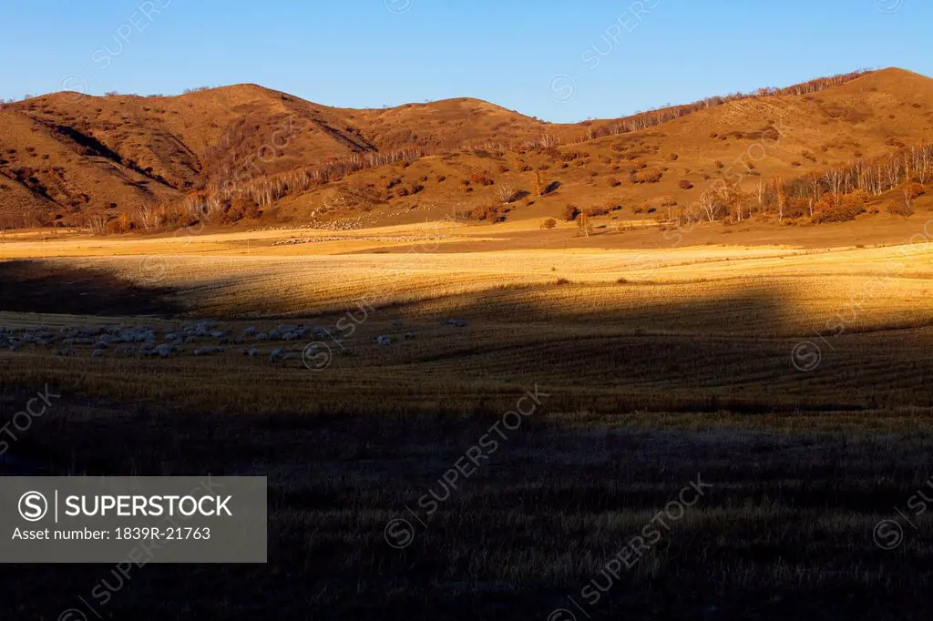 View of Inner Mongolia´s hills with sheep grazing