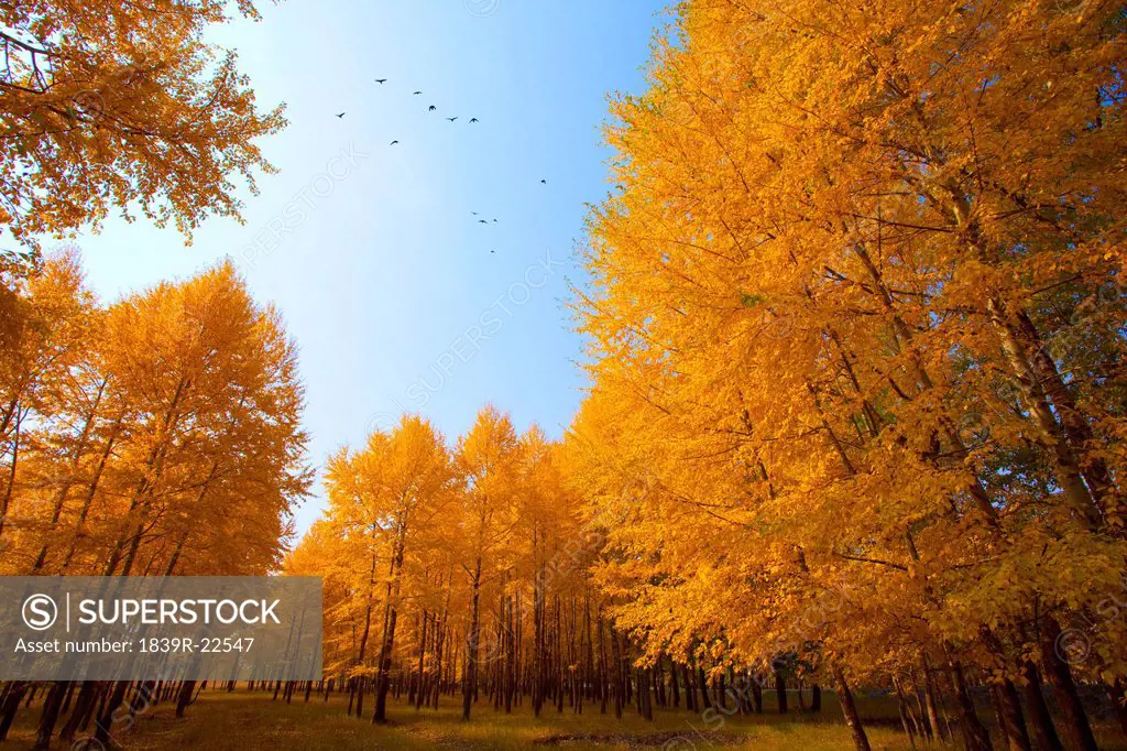 Autumn trees in Inner Mongolia
