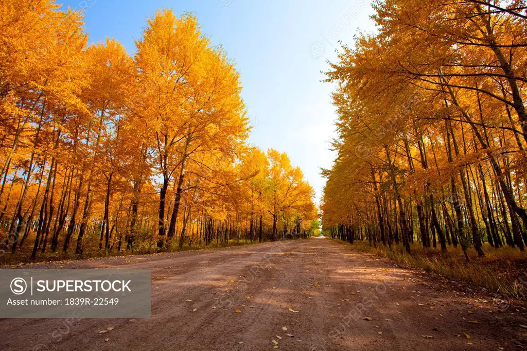 Road lined with trees in autumn