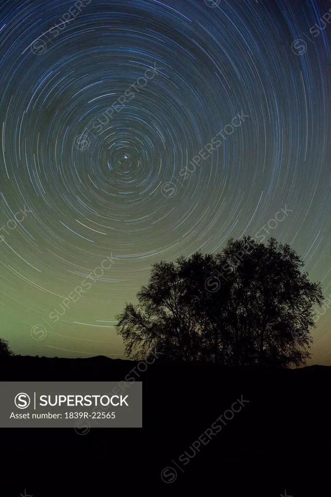 Star trails in the night sky with tree silhouette