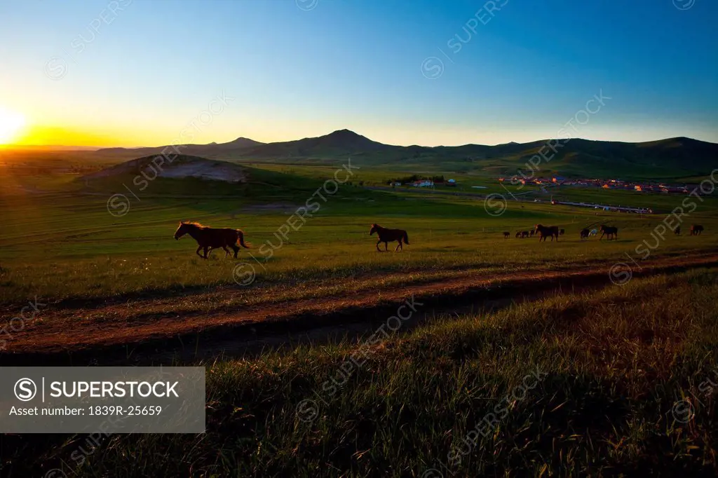 Sun rising over a field with wild horses