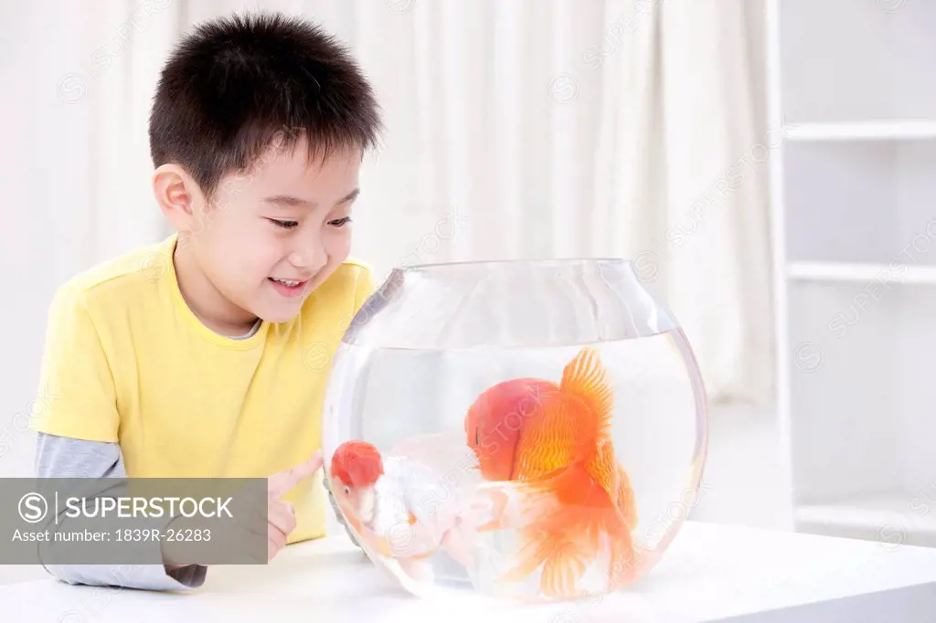 Little boy having fun with goldfishes
