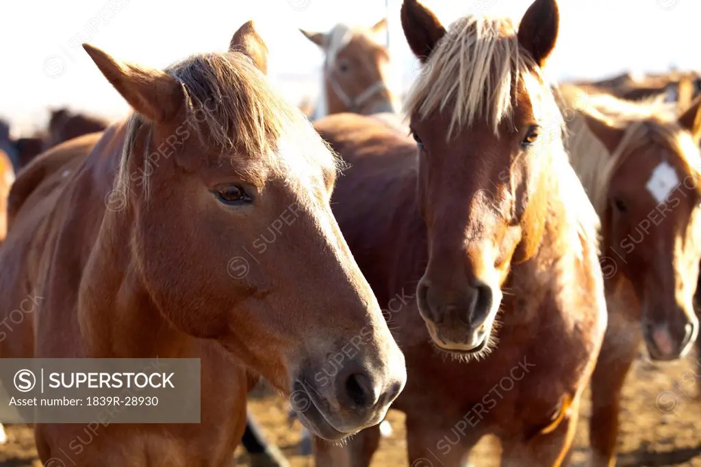 Horses in a ranch in Inner Mongolia