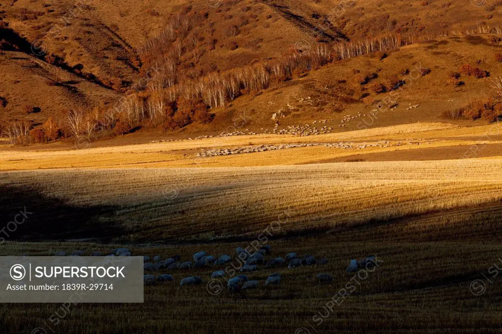 View of Inner Mongolia´s hills with sheep grazing