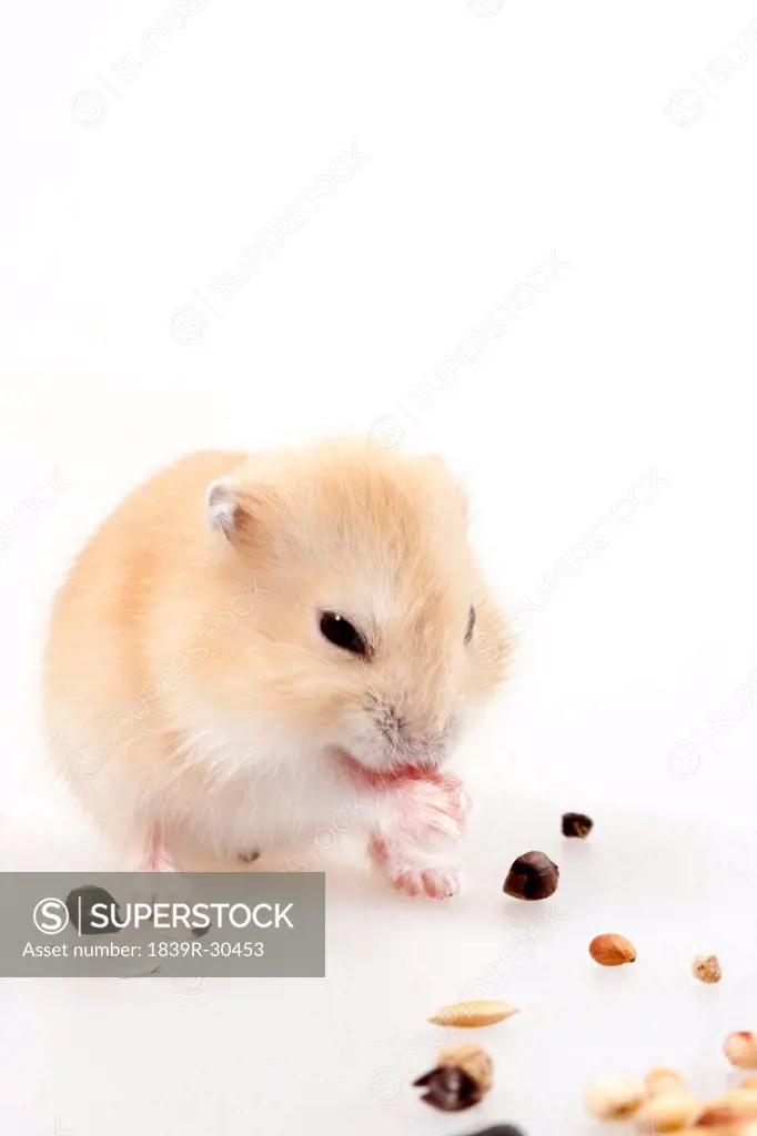 Cute hamster eating nuts, studio shot