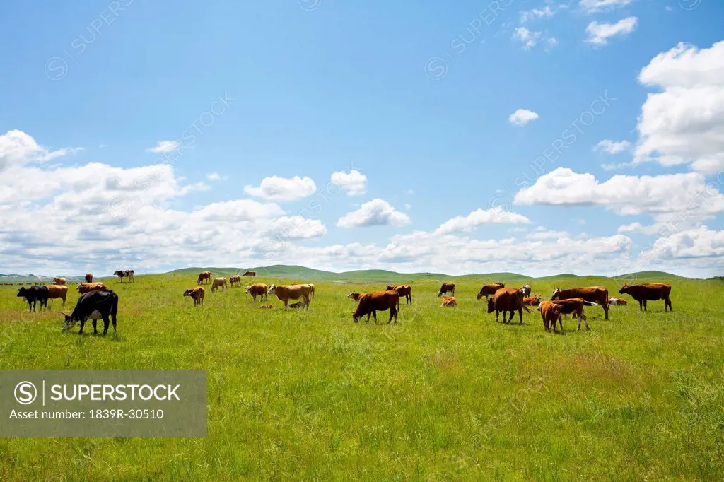 Cattle grazing in an open field