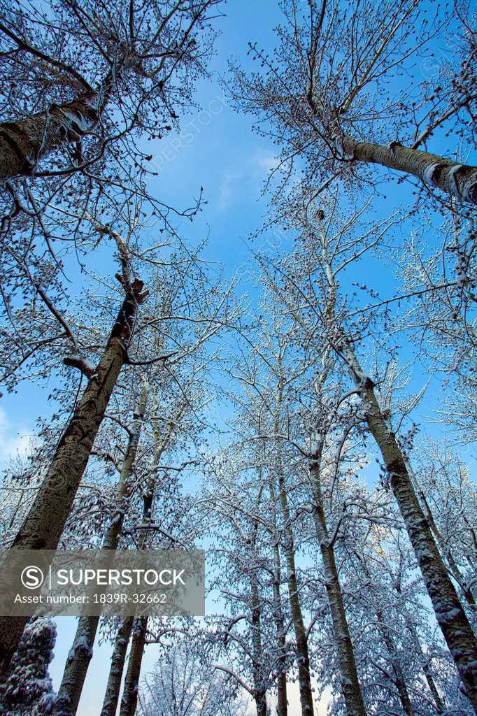 Low angle view of tall trees in winter