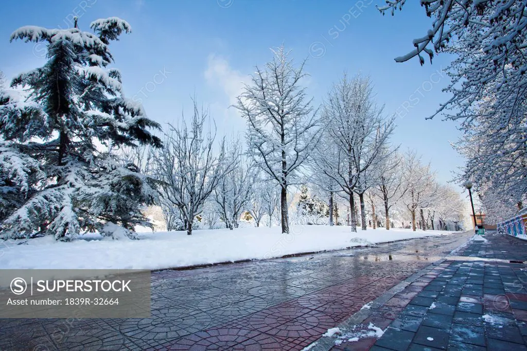 Trees and sidewalk in winter