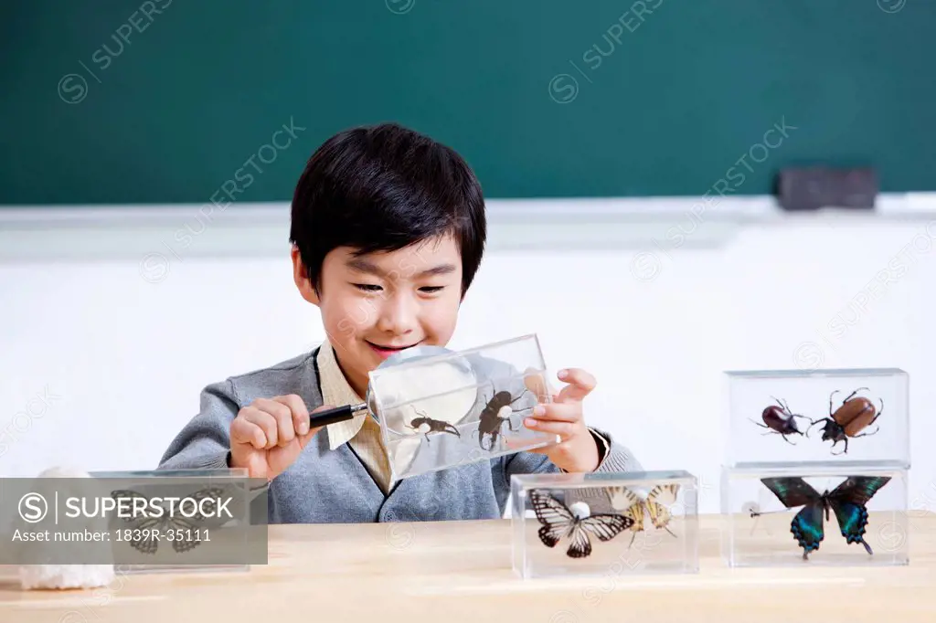 Happy schoolgirl examining insect specimens with magnifying glass