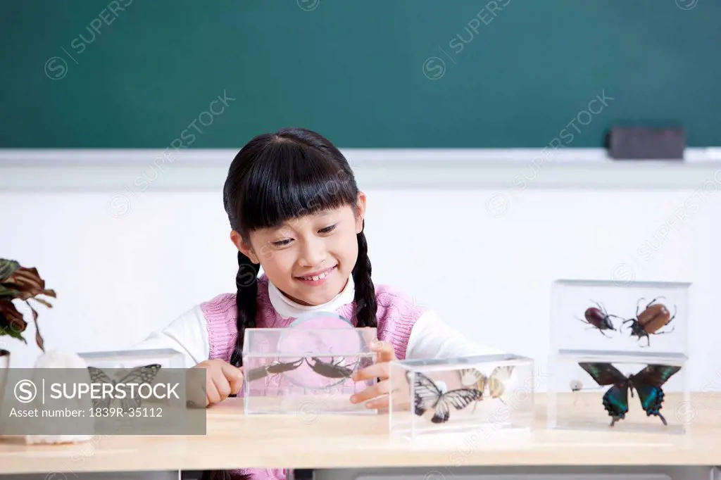 Happy schoolgirl in biology class with insect specimens and magnifying glass