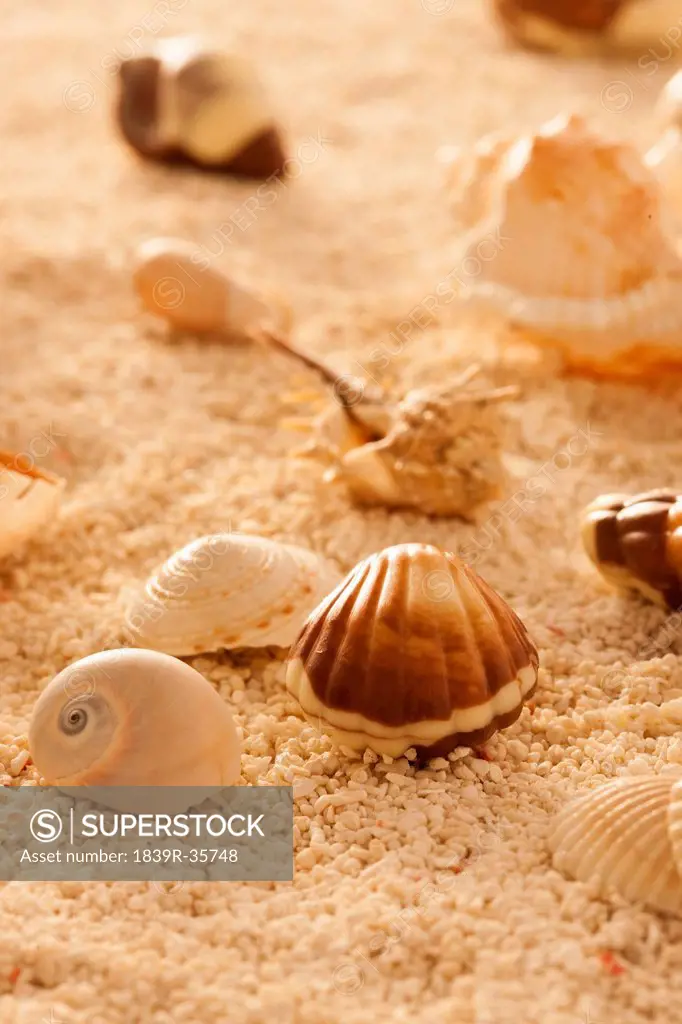 Various shells in sand