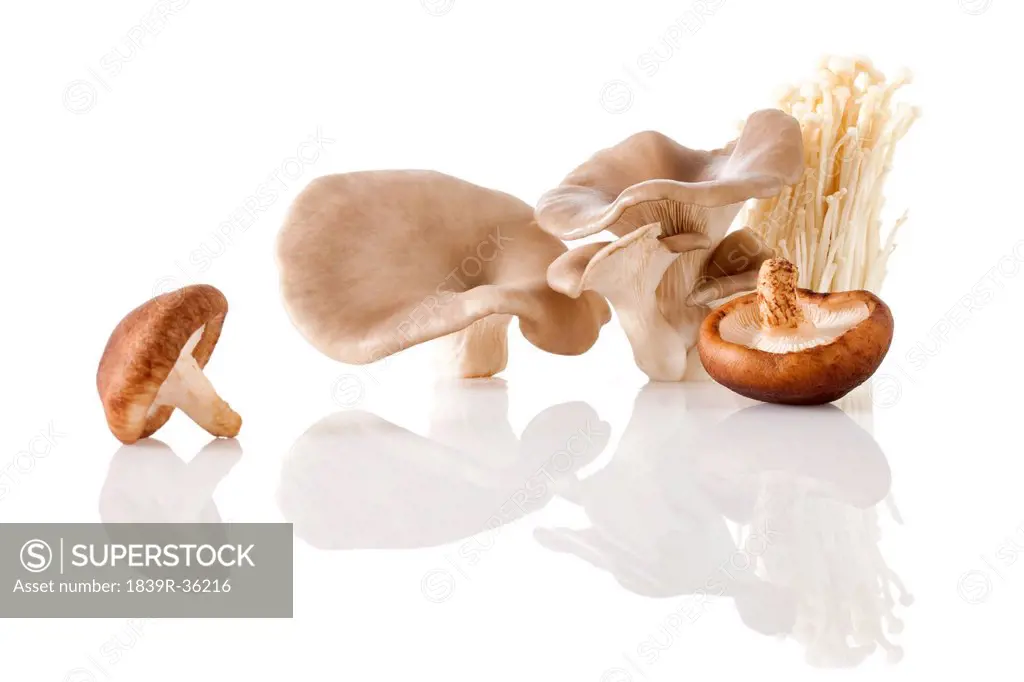 Different kinds of fresh mushrooms