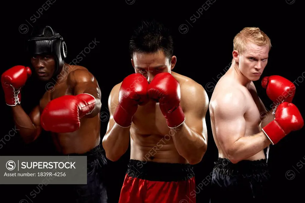 Three Boxers Displaying Moves