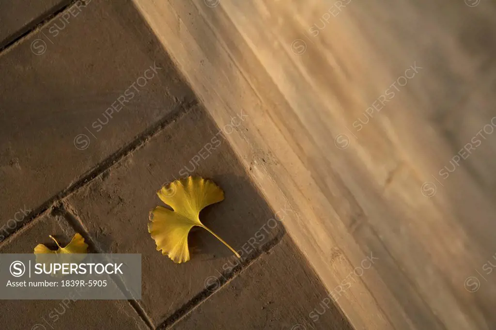 Two Yellow Leaves That Have Fallen To The Ground
