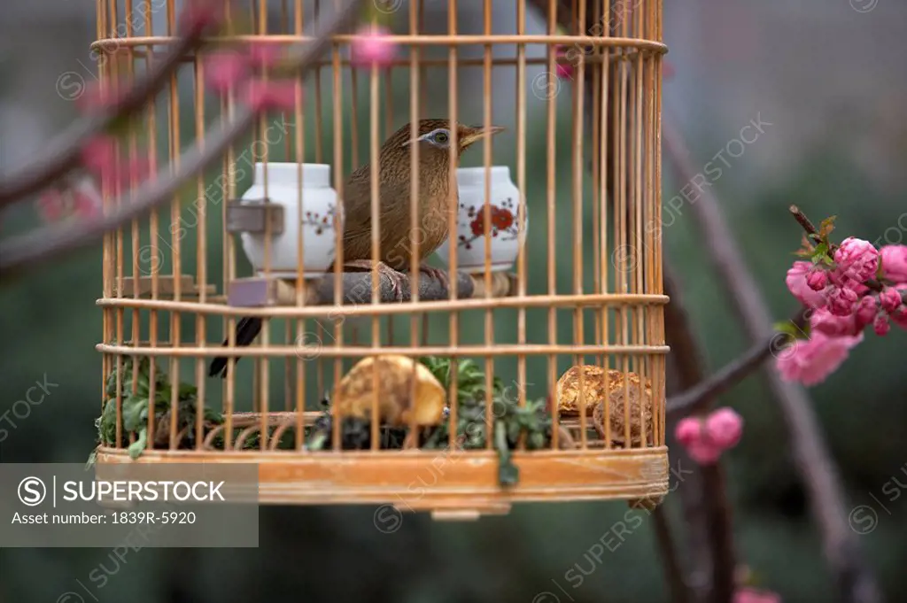 Close Up Of Bird In Birdcage