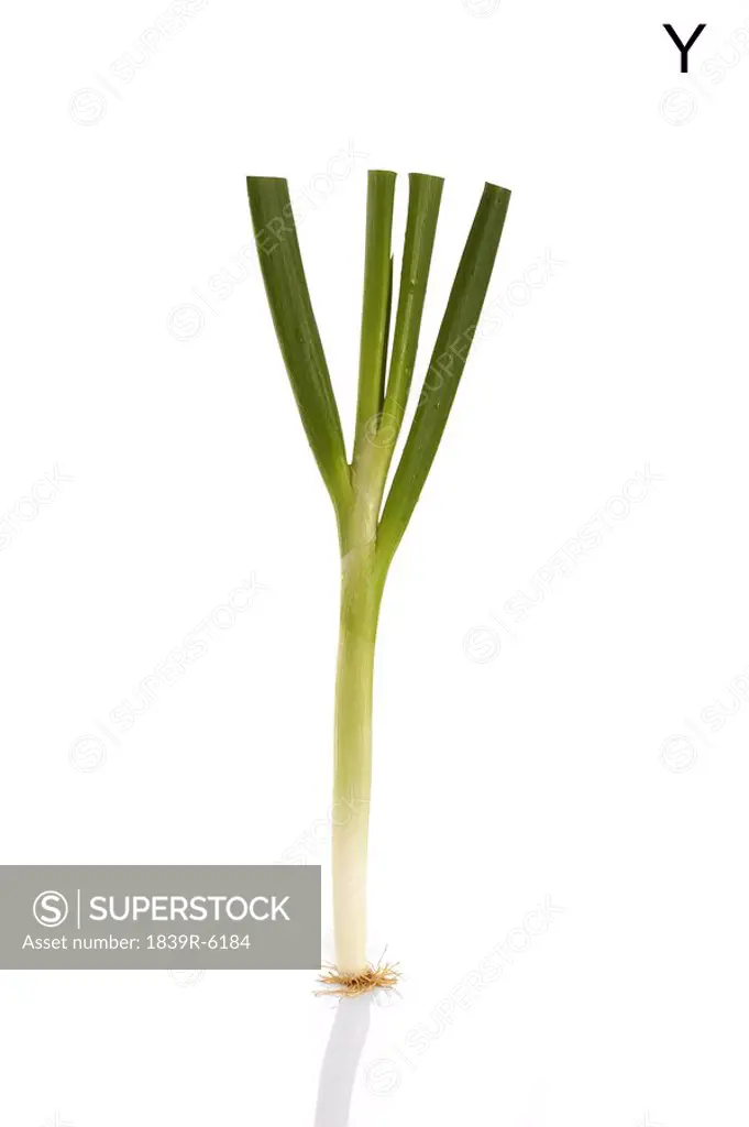 From the Health_abet, the Letter Y, a green onion.