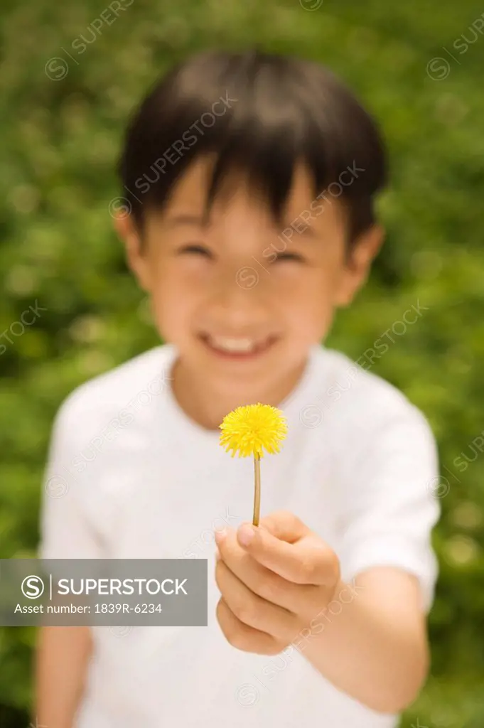 Young Boy Holding A Flower Up, Smiling