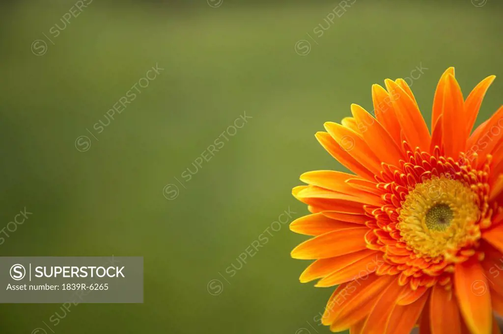 Orange Flower In The Park