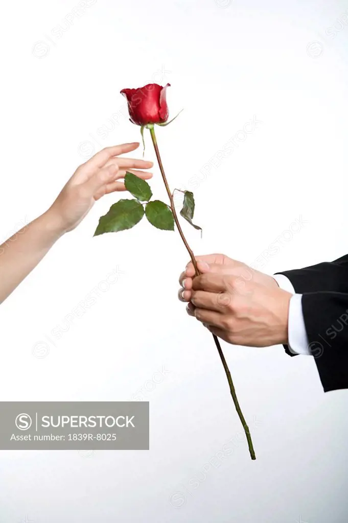 Gifting a rose