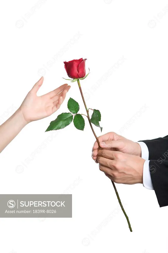 Gifting a rose