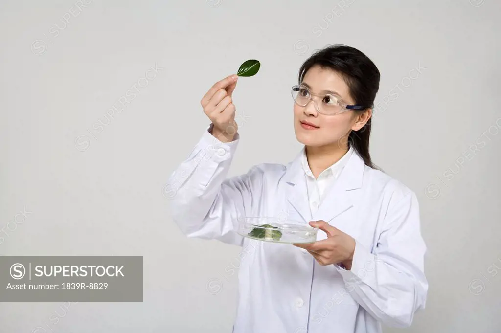 Scientist examining leaf
