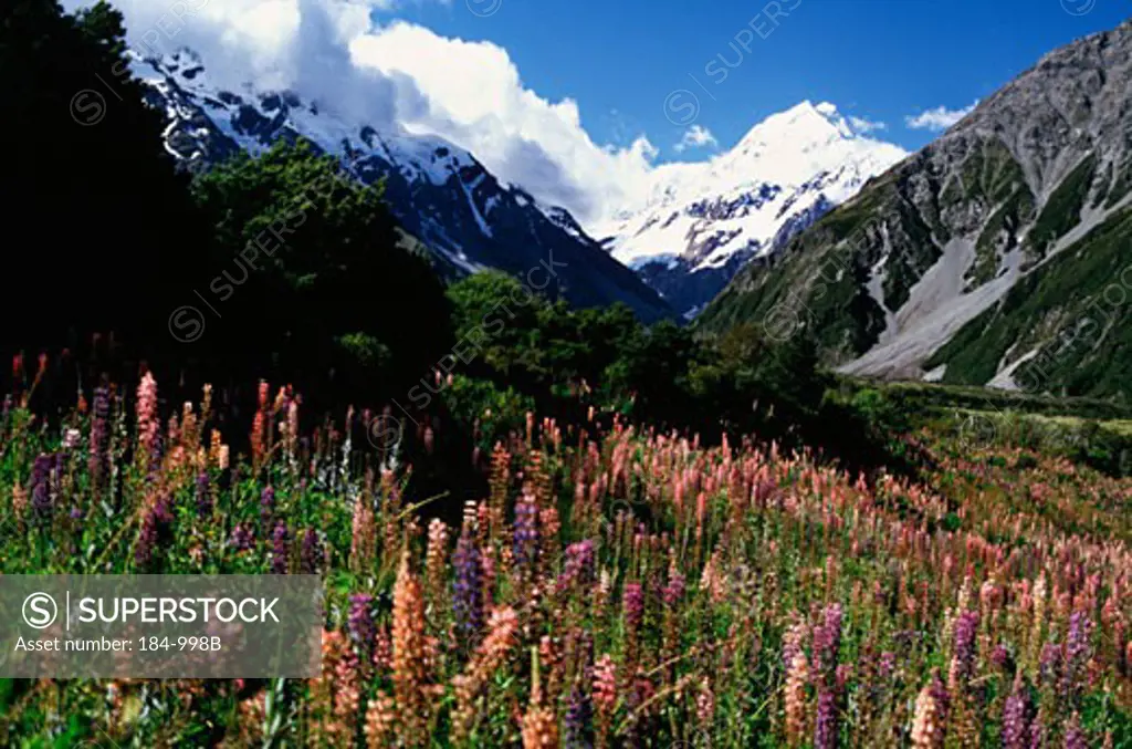 Mount CookSouth IslandNew Zealand