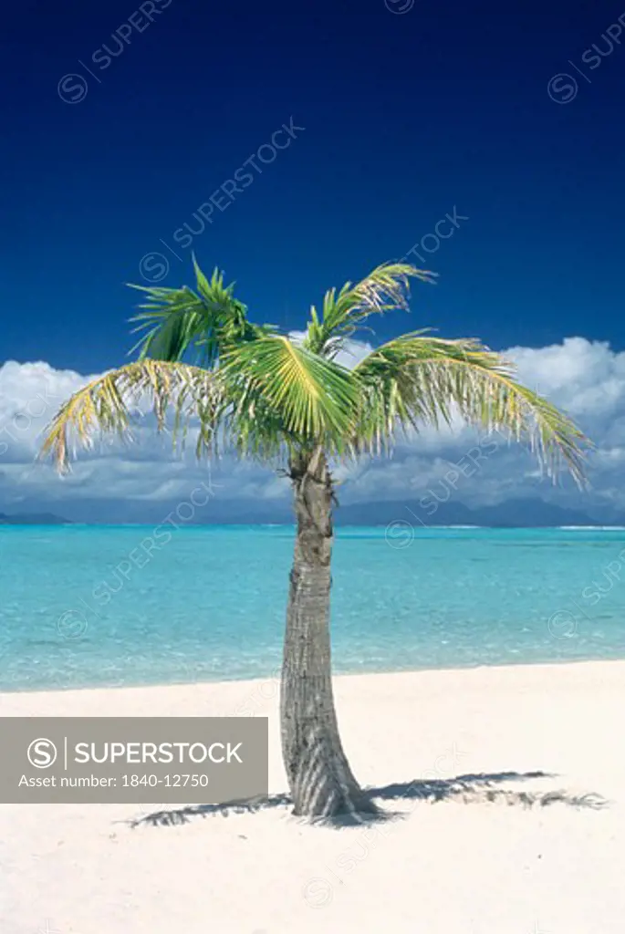Lone palm tree on beach, Bora Bora, Tahiti