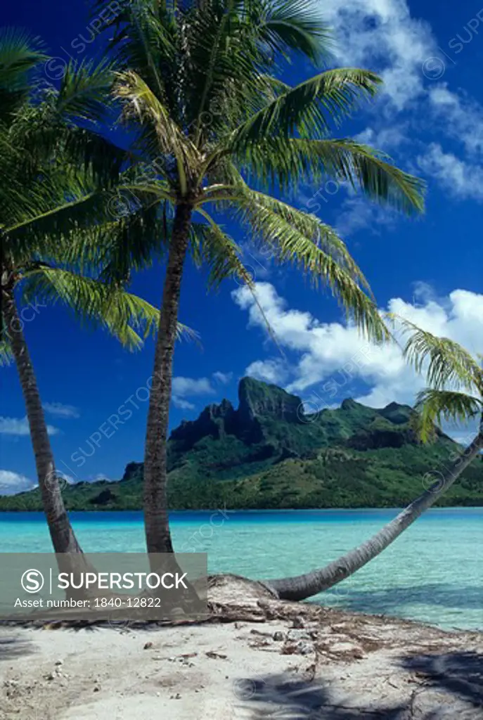 Palm trees on motu on the island of Bora Bora, Society Islands, French Polynesia, South Pacific.