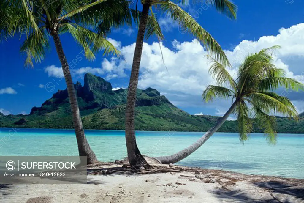 Palm trees on motu on the island of Bora Bora, Society Islands, French Polynesia, South Pacific