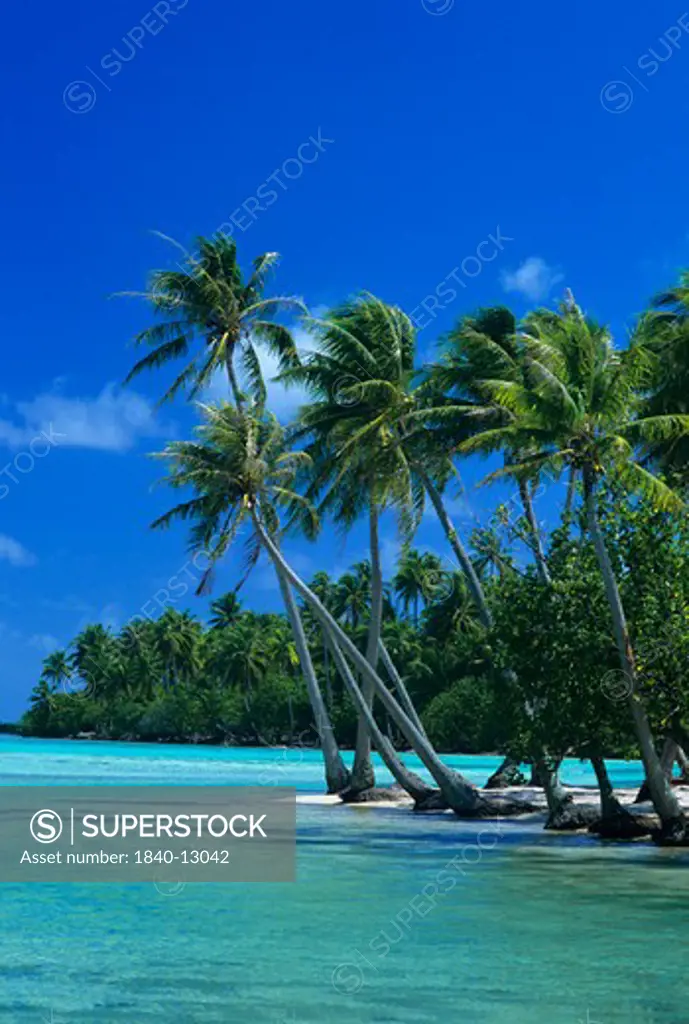 Palm trees surround turquoise waters in the tropical lagoon of Tahaa in the Society Islands of French Polynesia.