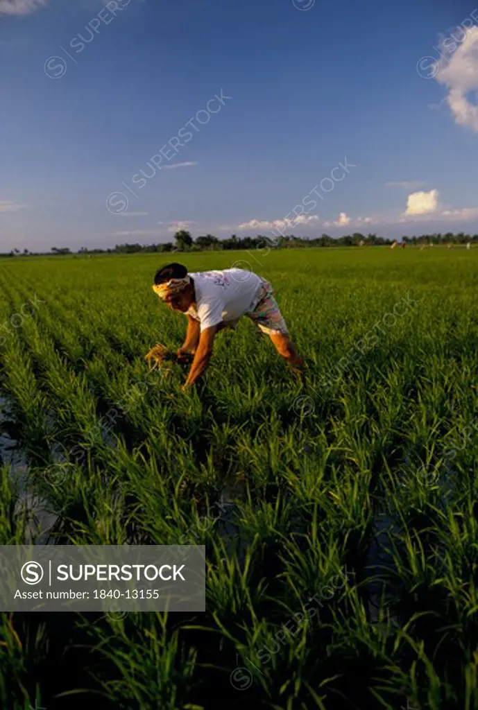 Farmer planting rice in a field, Carmona, Philippines.