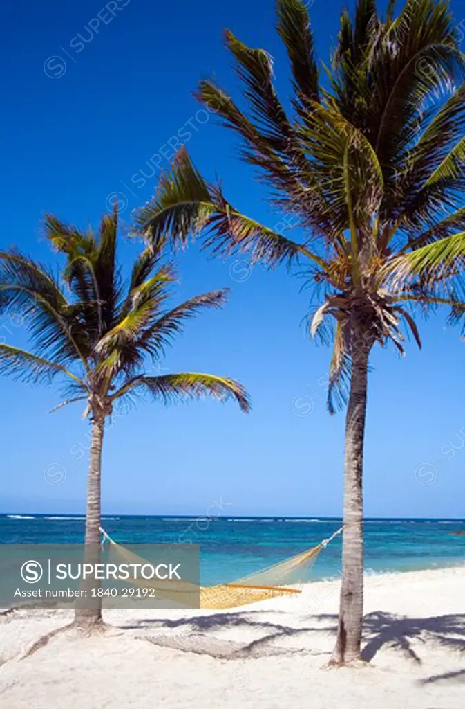 Hammock slung betweeen Coconut Palms overlooking the reef in the Caribbean.. what bliss!