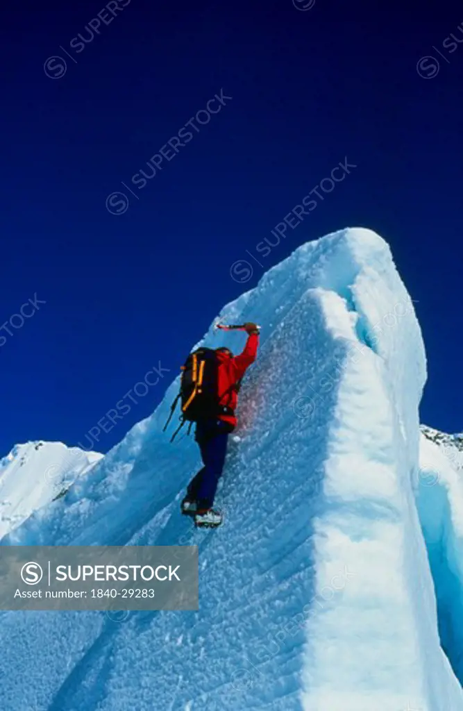 Ice climbing on the Tasman Glacier in Mt. Cook National Park on the south island of New Zealand. We have extensive files of skiing, climbing, backpacking and scenics on the south island of New Zealand.