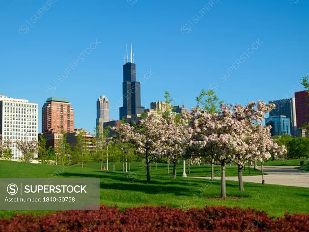 Chicago Skyline, Sears Tower, Spring Blossom