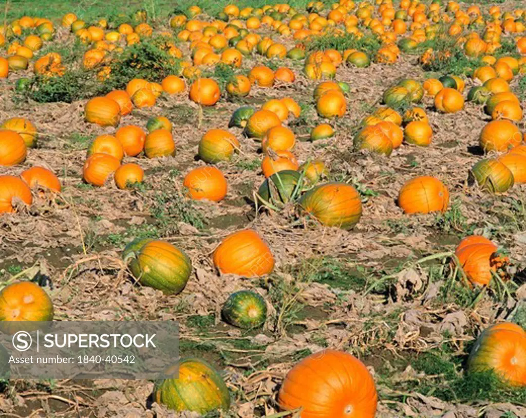 Pumpkin Field, Crops, Farming