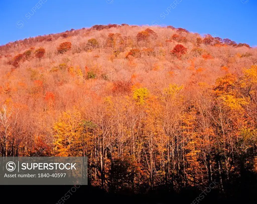 Fall Colors, Forever Wild Lands, Stoney Clove Area, Catskill Mountains, Ulster County, New York State, America
