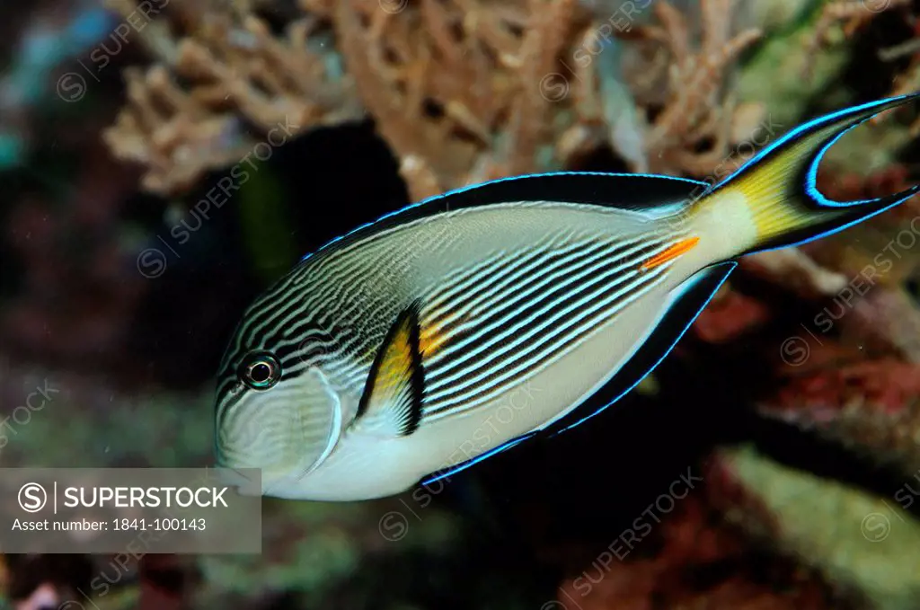Sohal surgeonfish Acanthurus sohal