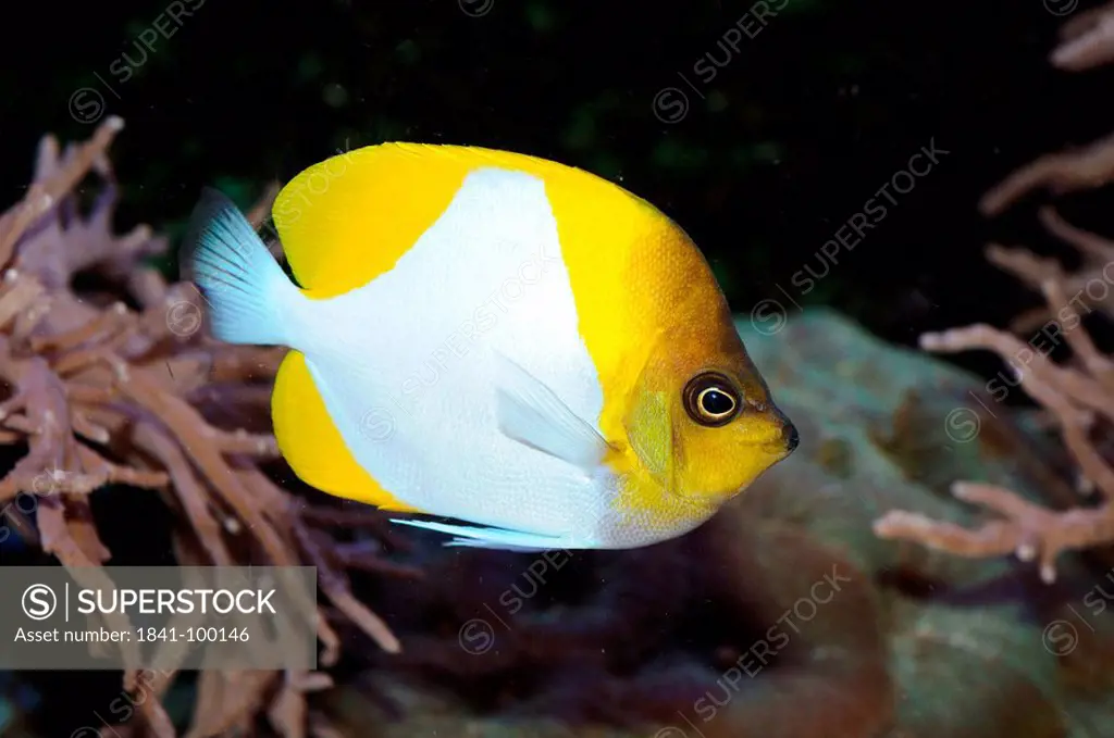 Yellowhead butterflyfish Chaetodon xanthocephalus