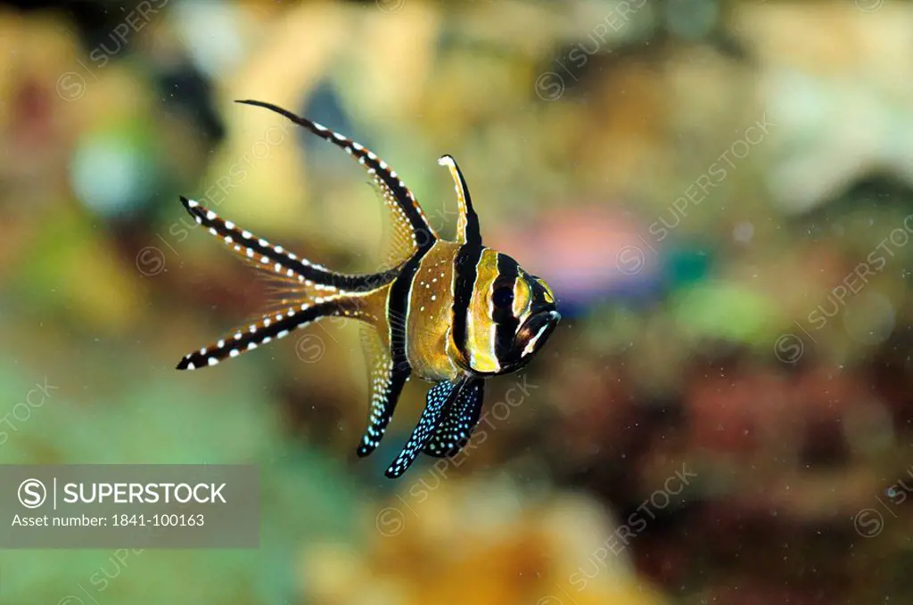 Banggai cardinalfish Pterapogon kauderni
