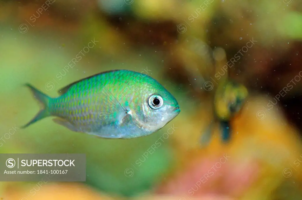 Tanganyika killifish Lamprichthys tanganicanus