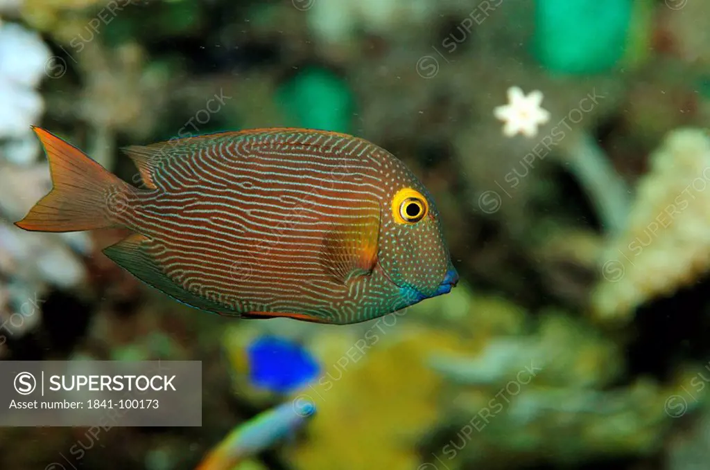 Spotted Surgeonfish Ctenochaetus strigosus