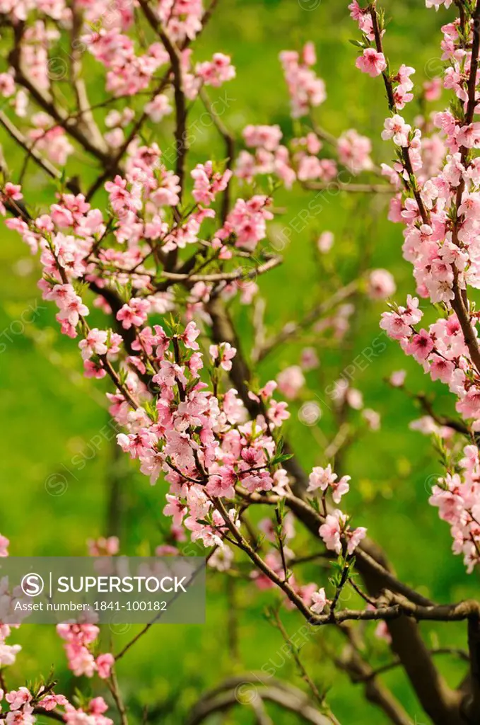 Blossoming peach tree Prunus persica, Styria, Austria