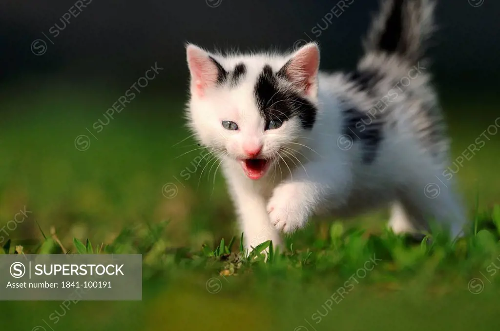 Kitten in meadow