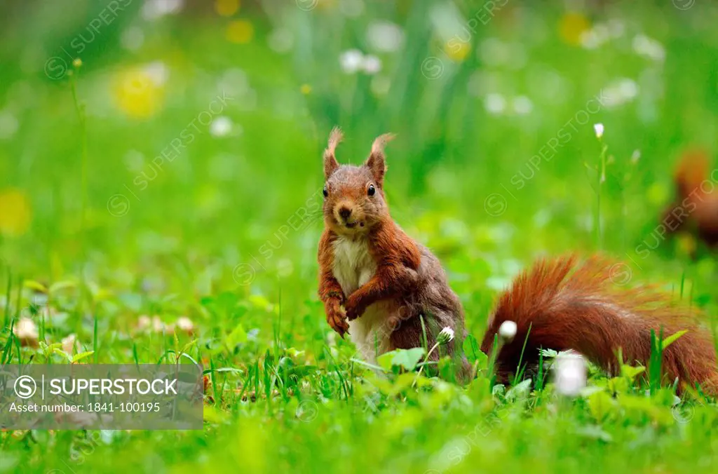 Squirrel Sciurus vulgaris in meadow, close_up