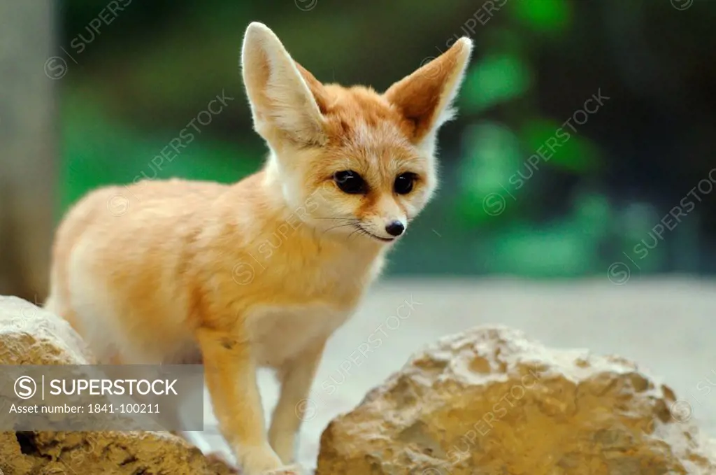 Fennec Fox Vulpes zerda